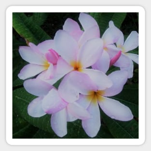 Colorful Tropical Plumeria, Frangipani, Nature Photography  White, Yellow, Pink Flowers Green Background Sticker